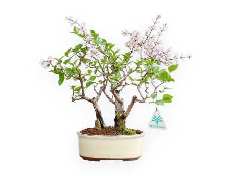 Syringa Vulgaris - Lilac - 30 cm