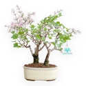 Syringa Vulgaris - Lillà - 30 cm