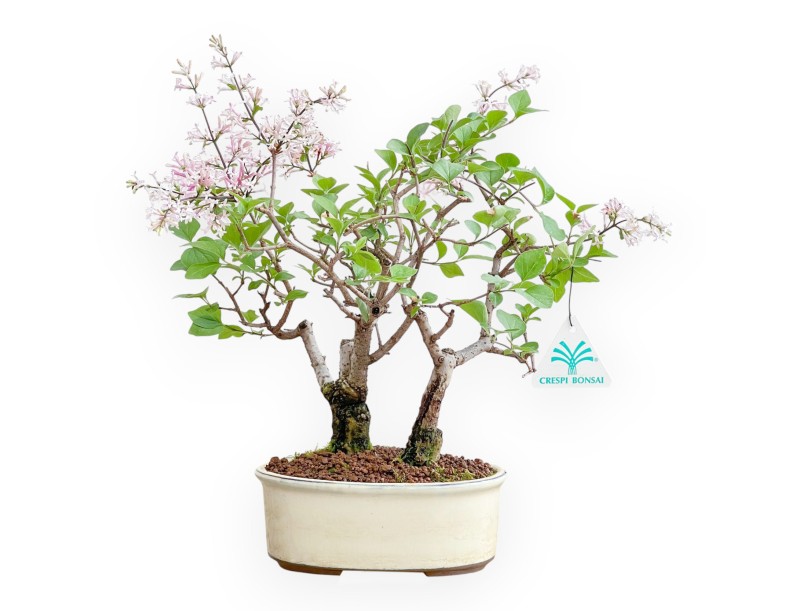 Syringa Vulgaris - Lilas - 30 cm