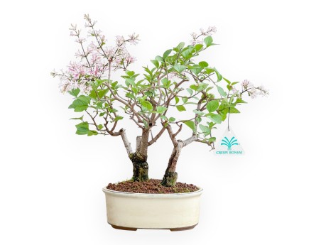 Syringa Vulgaris - Lilac - 30 cm