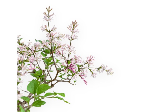 Syringa Vulgaris - Lilac - 30 cm 2