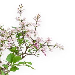 Syringa Vulgaris - Lillà - 30 cm
