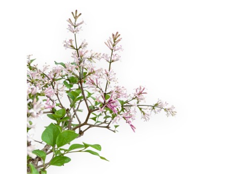 Syringa Vulgaris - Lilas - 30 cm