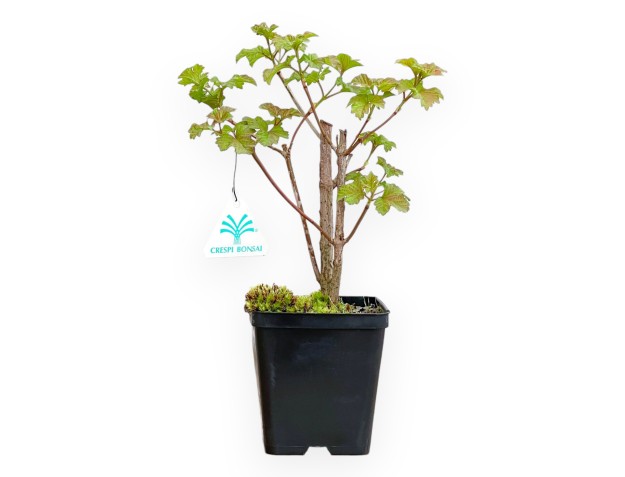 Acer Platanoides - Arce - 30 cm