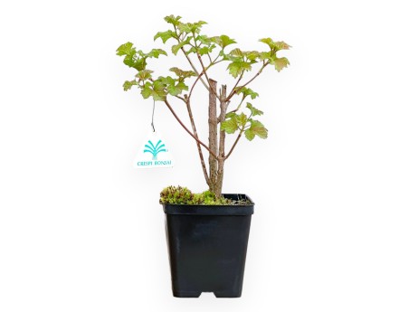Acer Platanoides - Acero - 30 cm