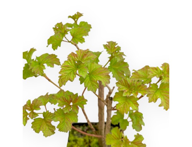 Acer Platanoides - Acero - 30 cm 2