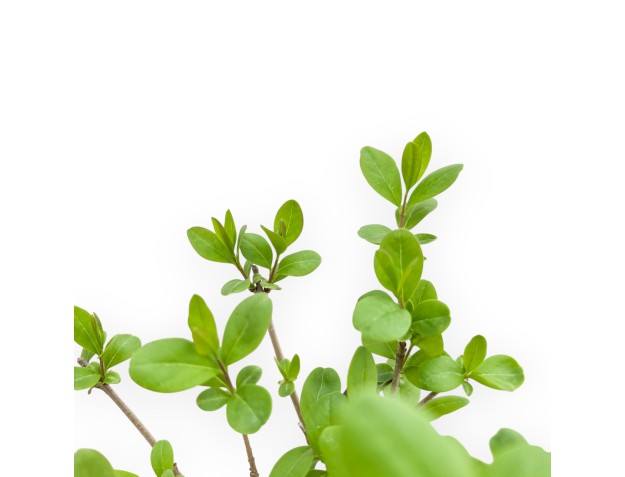 Ligustrum - Privet - 30 cm 2