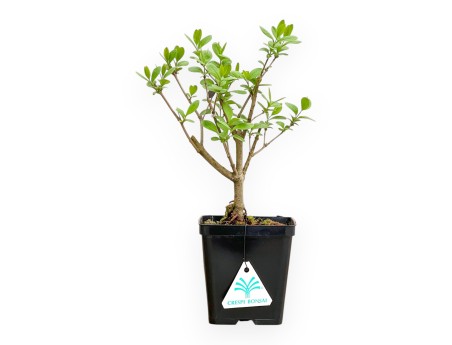 Ligustrum - Troéne - 30 cm