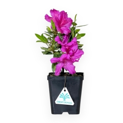 Azalea Japonica Repetita Violet - Azalea - 26 cm