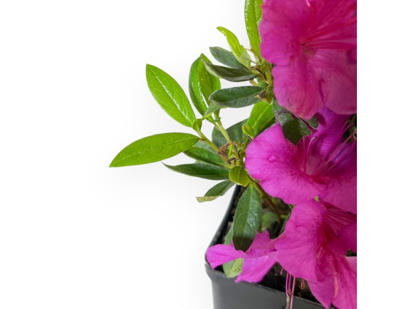 Azalea Japonica Repetita Violet - Azalée - 26 cm