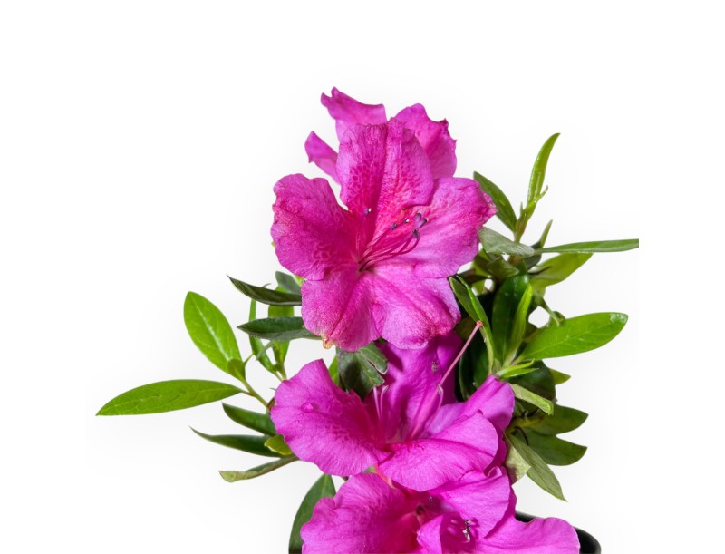 Azalea Japonica Repetita Violet - Azalea - 26 cm