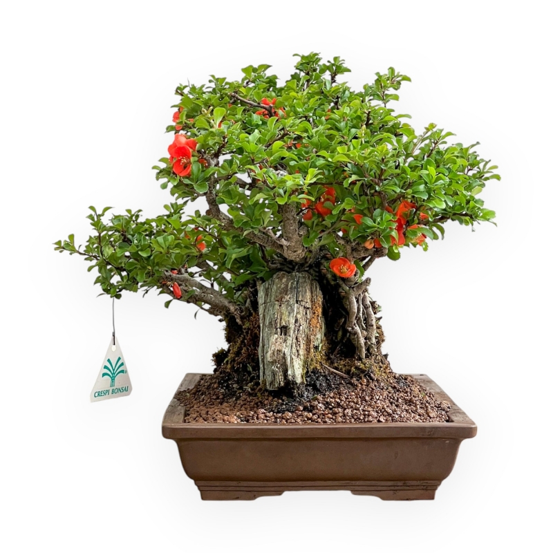 Chaenomeles Chojubai - Asian Quince - 31 cm