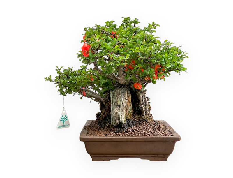 Chaenomeles Chojubai - Cotogno - 31 cm