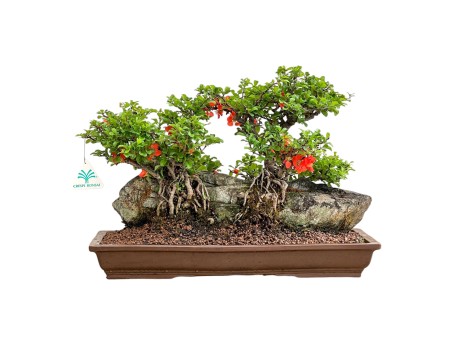 Chaenomeles Chojubai - Coing Asiatique - 31 cm