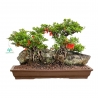Chaenomeles Chojubai - Asian Quince - 31 cm