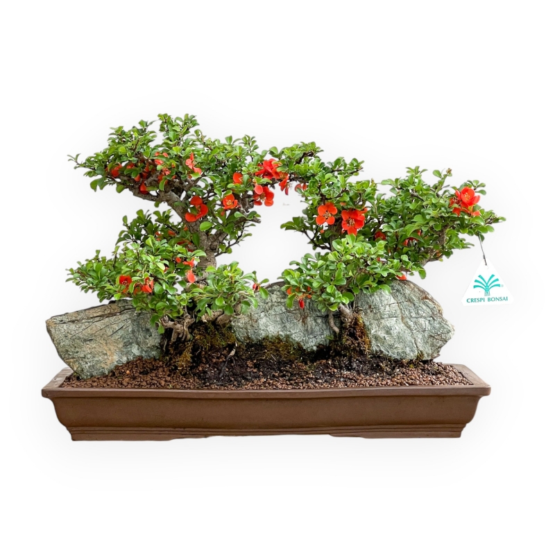 Chaenomeles Chojubai - Asian Quince - 31 cm