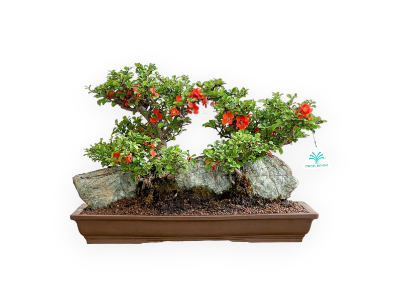 Chaenomeles Chojubai - Cotogno - 31 cm