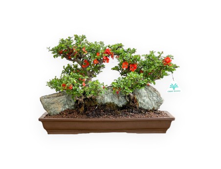 Chaenomeles Chojubai - Coing Asiatique - 31 cm