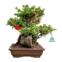 Chaenomeles Chojubai - Asian Quince - 31 cm