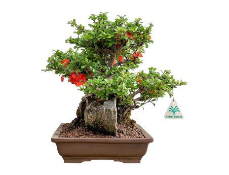 Chaenomeles Chojubai - Asian Quince - 31 cm