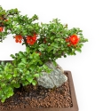 Chaenomeles Chojubai - Asian Quince - 31 cm