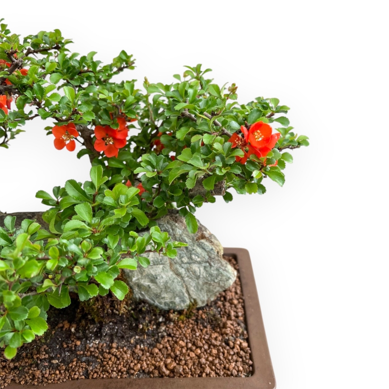 Chaenomeles Chojubai - Asian Quince - 31 cm