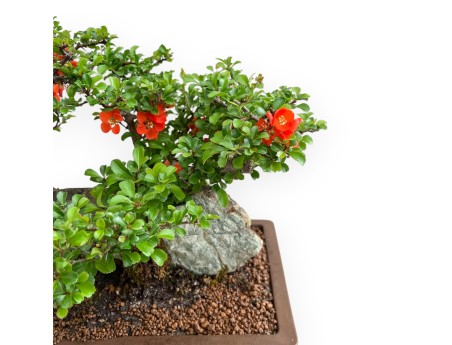 Chaenomeles Chojubai - Asian Quince - 31 cm