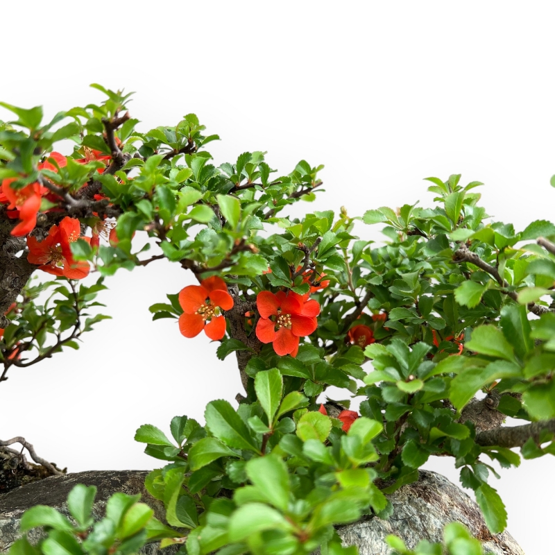 Chaenomeles Chojubai - Asian Quince - 31 cm