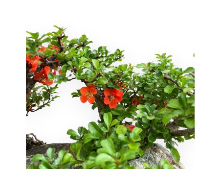 Chaenomeles Chojubai - Asian Quince - 31 cm