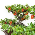 Chaenomeles Chojubai - Coing Asiatique - 31 cm