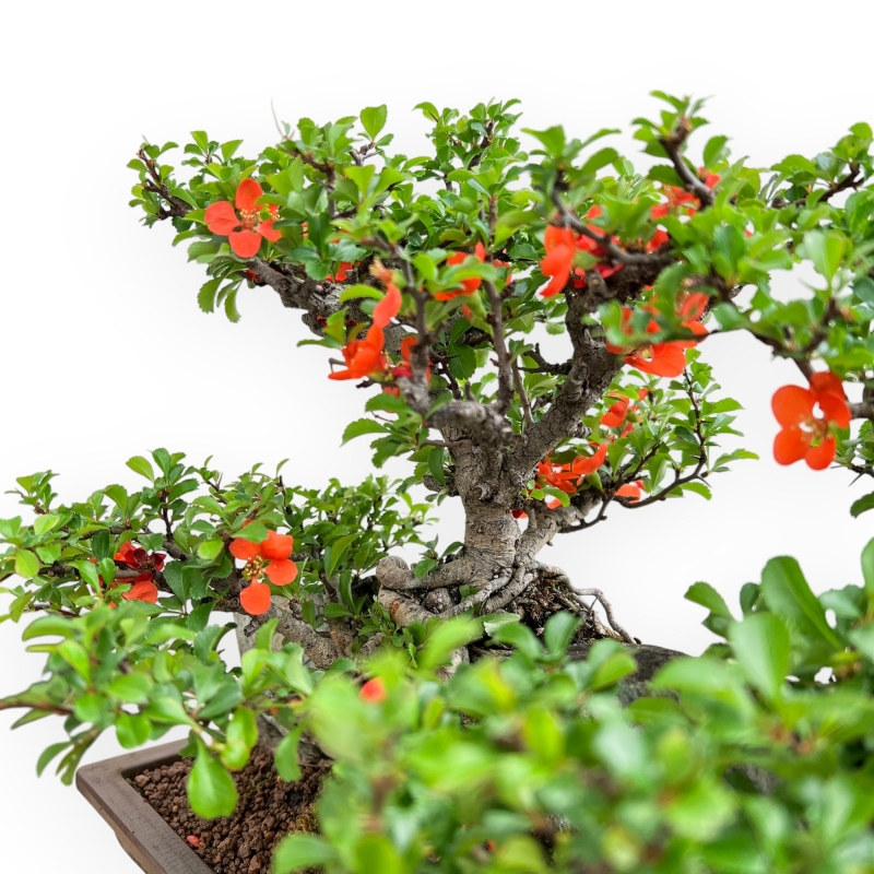 Chaenomeles Chojubai - Asian Quince - 31 cm