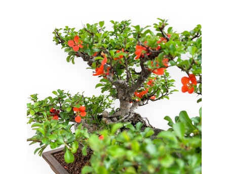 Chaenomeles Chojubai - Coing Asiatique - 31 cm