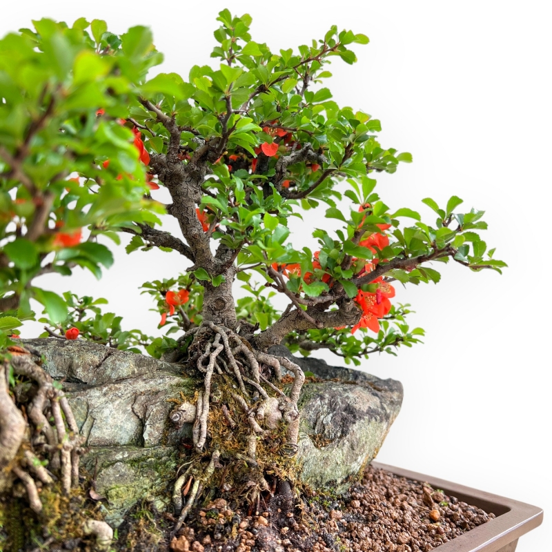 Chaenomeles Chojubai - Asian Quince - 31 cm