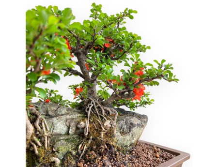 Chaenomeles Chojubai - Asian Quince - 31 cm