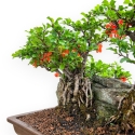 Chaenomeles Chojubai - Asian Quince - 31 cm
