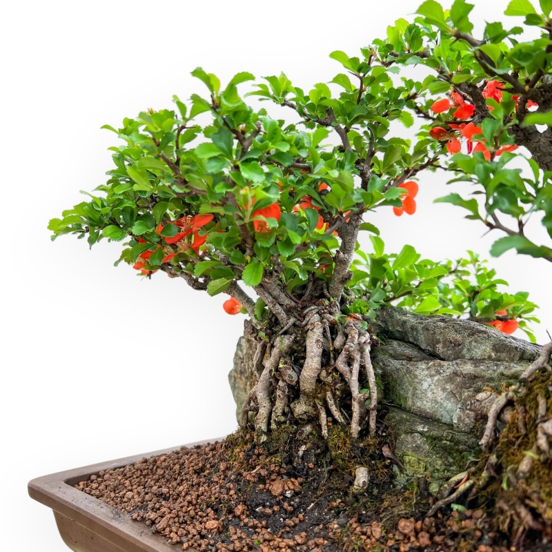 Chaenomeles Chojubai - Asian Quince - 31 cm