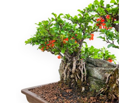 Chaenomeles Chojubai - Cotogno - 31 cm