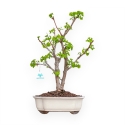 Ginkgo Biloba - 50 cm