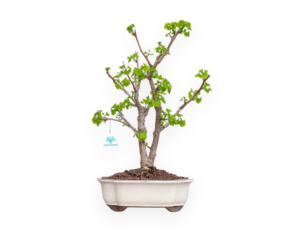 Ginkgo Biloba - 50 cm