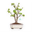 Ginkgo Biloba - 50 cm