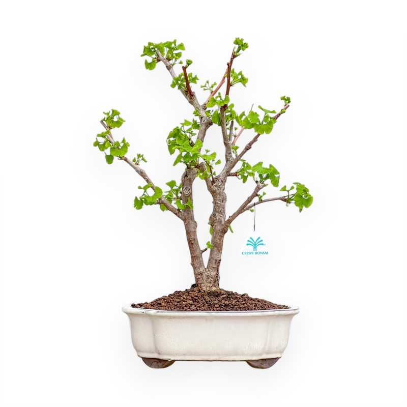 Ginkgo Biloba - 50 cm