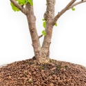 Ginkgo Biloba - 50 cm