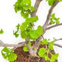 Ginkgo Biloba - 50 cm