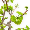 Ginkgo Biloba - 50 cm