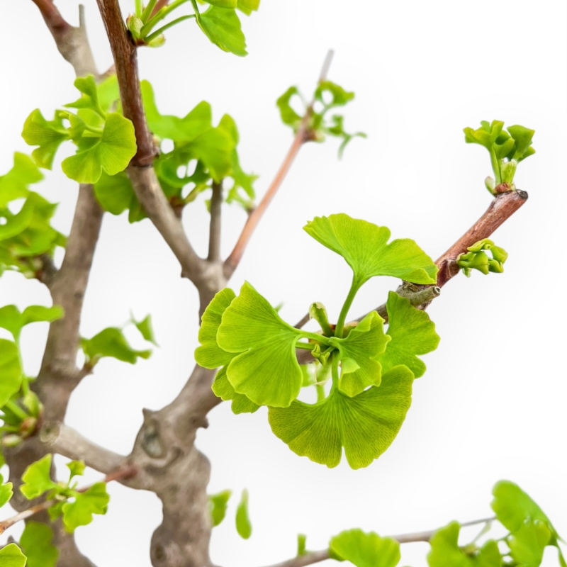Ginkgo Biloba - 50 cm