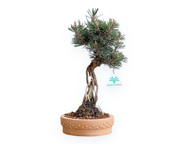Pinus Thunbergii Kotobuki - Pino Negro - 36 cm