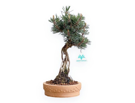 Pinus Thunbergii Kotobuki - Pino Negro - 36 cm