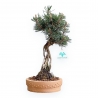 Pinus Thunbergii Kotobuki - Pino Nero - 36 cm