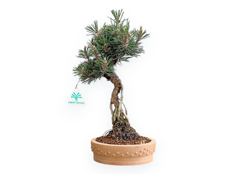 Pinus Thunbergii Kotobuki - Pino Nero - 36 cm
