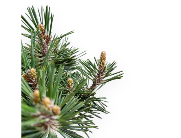 Pinus Thunbergii Kotobuki - Zwart Den - 36 cm 2